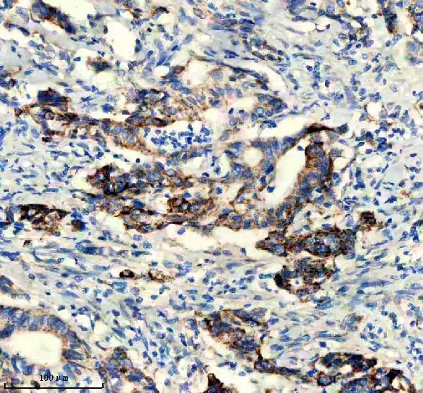 m01272 gls primary antibodies ihc testing 3