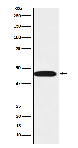 Western blot analysis of LIS1 expression in SH-SY5Y cell lysate
