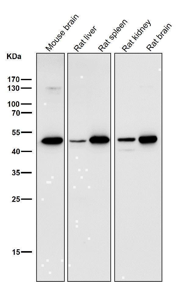 All lanes use the Antibody at 1:500 dilution for 1 hour at room temperature