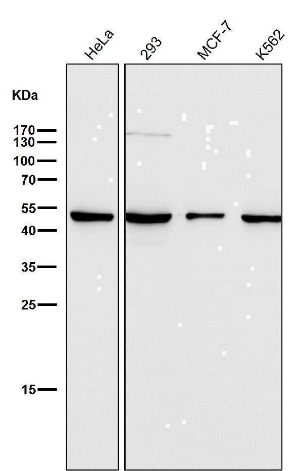 All lanes use the Antibody at 1:500 dilution for 1 hour at room temperature