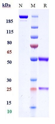Anti-TIE2/CD202b Reference Antibody (Regeneron patent anti-TIE-2) on SDS-PAGE under reducing (R) condition