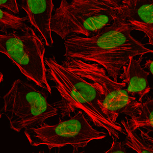 Immunofluorescence analysis of Hela cells using Ku-80 Monoclonal Antibody (green)