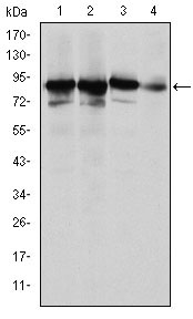 Western Blot analysis using Ku-80 Monoclonal Antibody against HeLa (1), MCF-7 (2), A549 (3) and NIH/3T3 (4) cell lysate