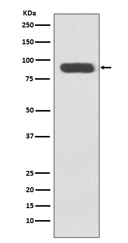 m01275 wb