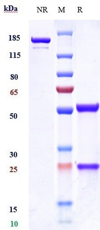 Anti-VEGFR3/FLT4 Reference Antibody (LY3022856) on SDS-PAGE under reducing (R) condition