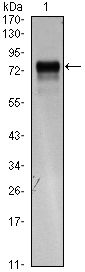 Western Blot analysis using Flt-4 Monoclonal Antibody against FLT4-hIgGFc transfected HEK293 cell lysate