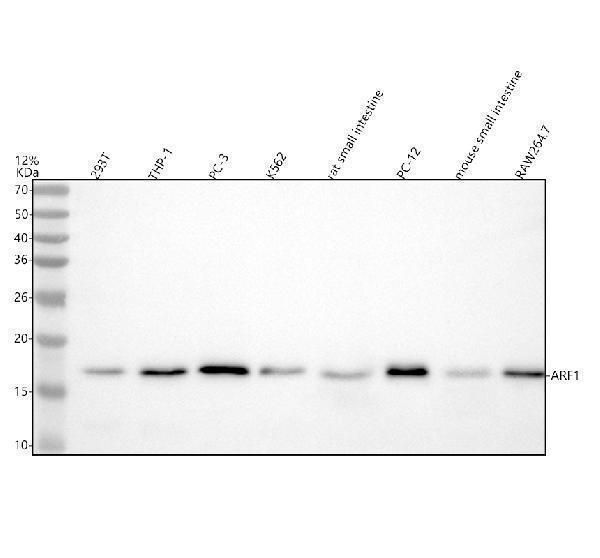 Western blot analysis of ARF1 using anti-ARF1 antibody (M01279-1)