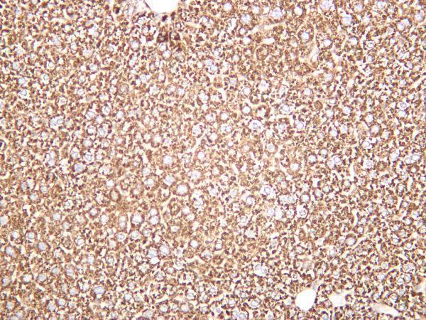 Mouse liver was stained with anti-Hsp60 rabbit antibody