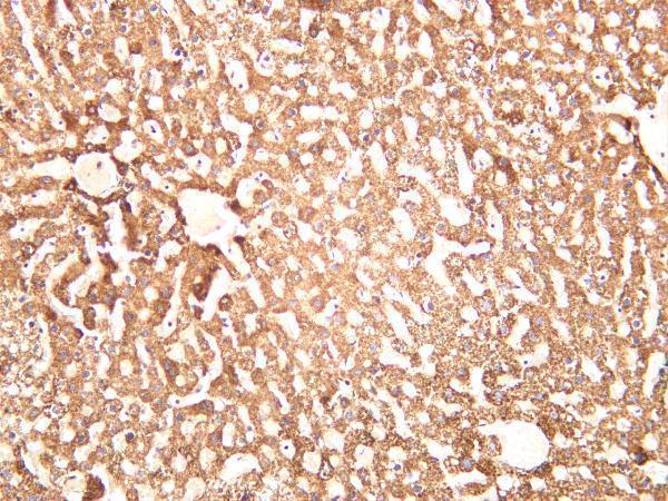 Rat liver was stained with anti-Hsp60 rabbit antibody