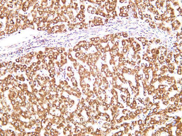 Human liver was stained with anti-Hsp60 rabbit antibody