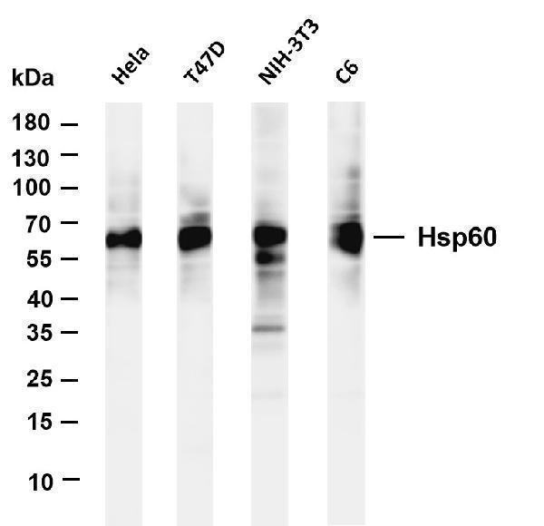 m01280 6 hspd1 primary antibodies wb testing 1
