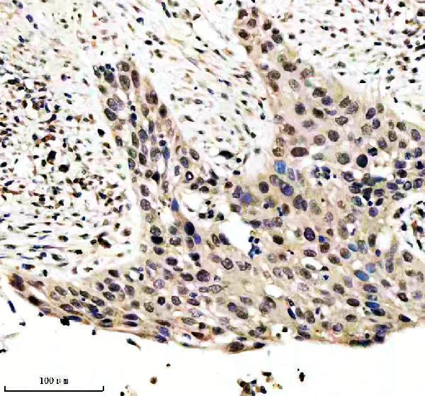 m01282 2 sumo2 3 primary antibodies ihc testing 10