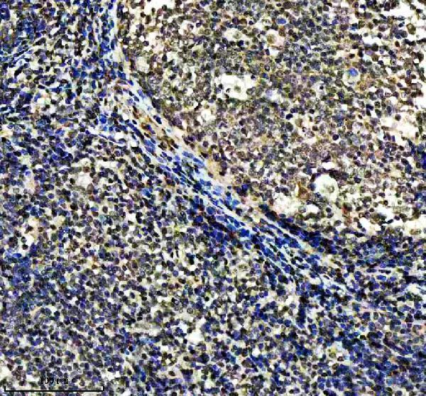 m01282 2 sumo2 3 primary antibodies ihc testing 7