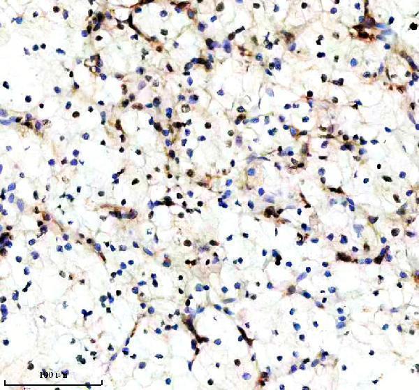 m01282 2 sumo2 3 primary antibodies ihc testing 8