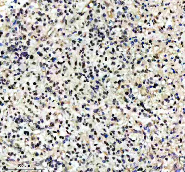 m01282 2 sumo2 3 primary antibodies ihc testing 9