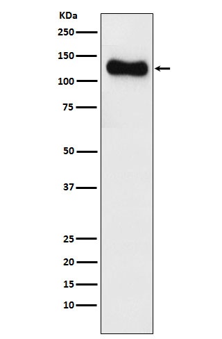 Western blot analysis of SAP97 expression in SH-SY5Y cell lysate