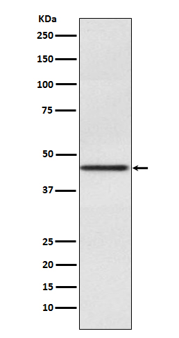 Western blot analysis of Pax2 expression in Human fetal kidney lysate