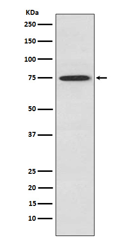 m01293 wb