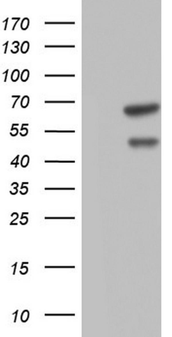 m01295 1 anti flip cflar mouse monoclonal antibody clone id oti2h8 wb testing 1
