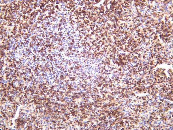 Human spleen was stained with anti-CD43 rabbit antibody