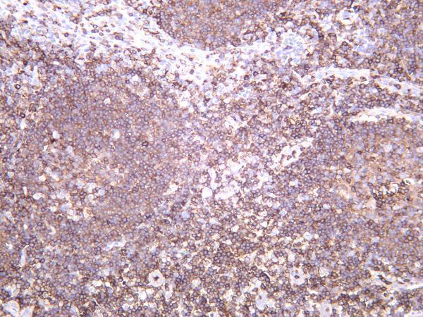 Human tonsil was stained with anti-CD43 rabbit antibody