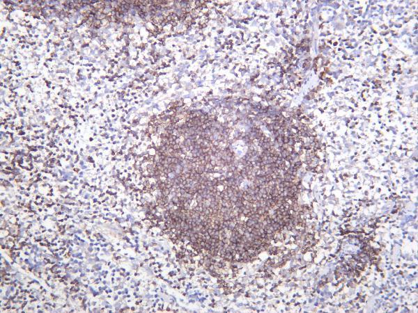 Mouse spleen was stained with anti-CD43 rabbit antibody
