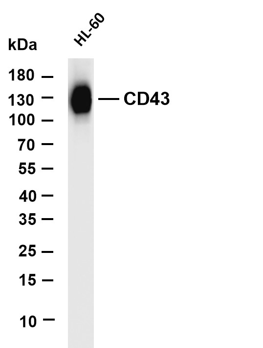 m01296 3 spn primary antibodies wb testing 1