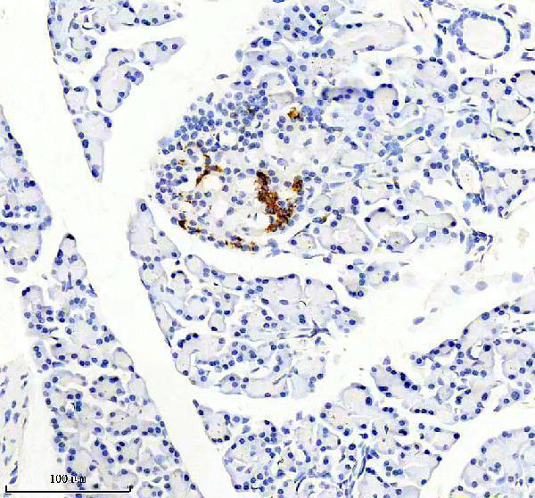 IHC analysis of Somatostatin 28 using anti-Somatostatin 28 antibody (M01297)