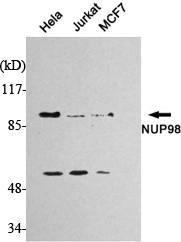 m01301 1 nup98 primary antibodies wb testing 1