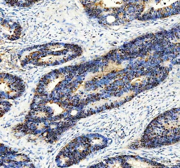m01308 ppia primary antibodies ihc testing 2