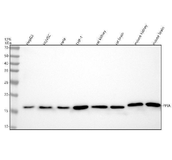 m01308 ppia primary antibodies wb testing 1