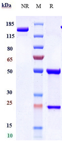 Anti-IL-17Ra/CD217 Reference Antibody (brodalumab) on SDS-PAGE under reducing (R) condition