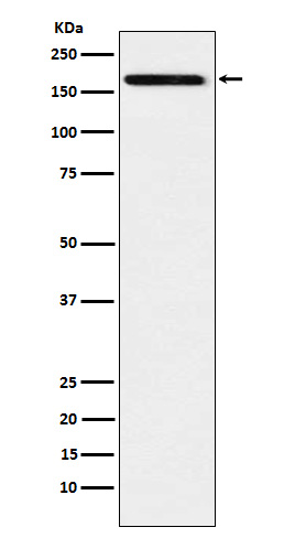 Western blot analysis of IL17A Receptor expression in Raji cell lysate