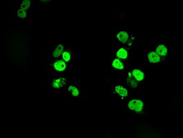 m01312 1 anti satb1 mouse monoclonal antibody clone id oti11e8 if testing 5