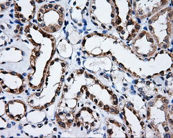 m01312 1 anti satb1 mouse monoclonal antibody clone id oti11e8 ihc testing 3