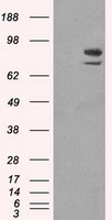 m01312 1 anti satb1 mouse monoclonal antibody clone id oti11e8 wb testing 1