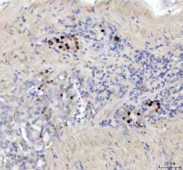  IHC analysis of STAB1 using anti-STAB1 antibody (M01312)