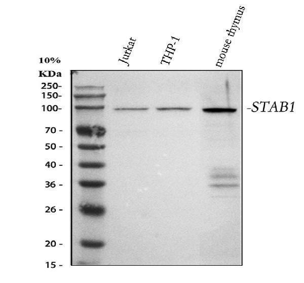  Western blot analysis of STAB1 using anti-STAB1 antibody (M01312)