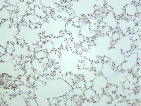 Rat lung was stained with anti-TCF7 rabbit antibody