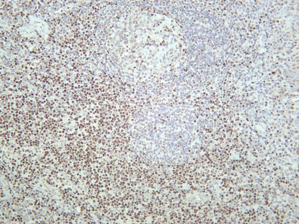 Human tonsil was stained with anti-TCF7 rabbit antibody