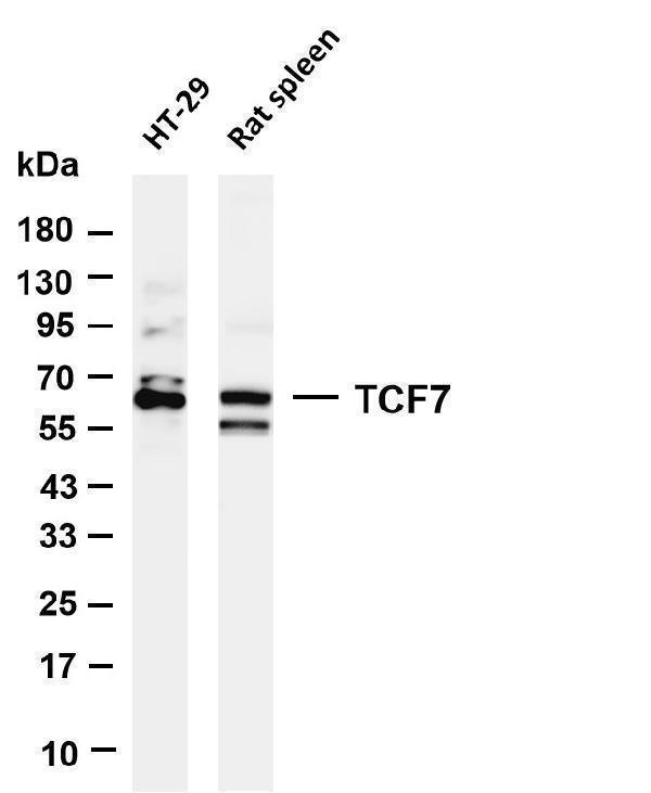 Various whole cell lysates were separated by 4-20% SDS-PAGE, and the membrane was blotted with anti-TCF7 antibody