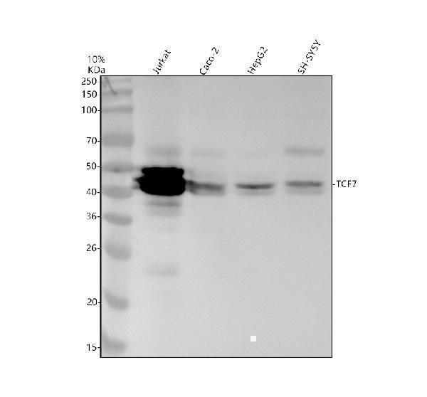 m01315 tcf7 primary antibodies wb testing 1