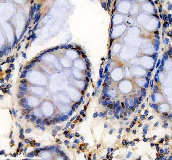 m01317 1 rpa1 primary antibodies ihc testing 3