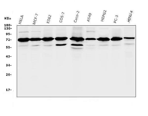 m01317 2 rpa70 primary antibodies wb testing 1