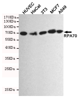 Western blot detection of RPA1 in HUVEC,Hacat,3T3,MCF7 and A549 cell lysates using RPA1 mouse mAb (1:2000 diluted)