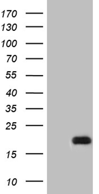 Western blot analysis of extracts (35ug) from mouse heart tissue lysate by using anti-NPPA monoclonal antibody (1:500)