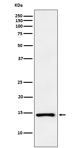 Western blot analysis of ANP expression in PC3 cell lysate