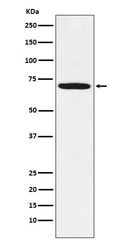 m01323 1 wb