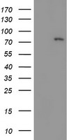 m01323 anti lim kinase 1 limk1 mouse monoclonal antibody clone id oti6b4 wb testing 1