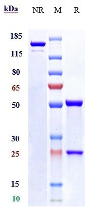 Anti-NRP1/VEGF165R/CD304 Reference Antibody (vesencumab) on SDS-PAGE under reducing (R) condition